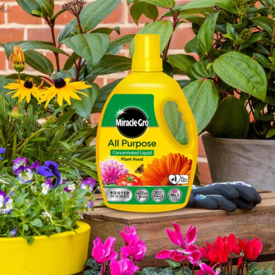MiracleGro All Purpose Concentrated Liquid Plant Food 25L 121180 Azelia Camellia Rhododendron Concentrated Plant Food 800 ml Natural